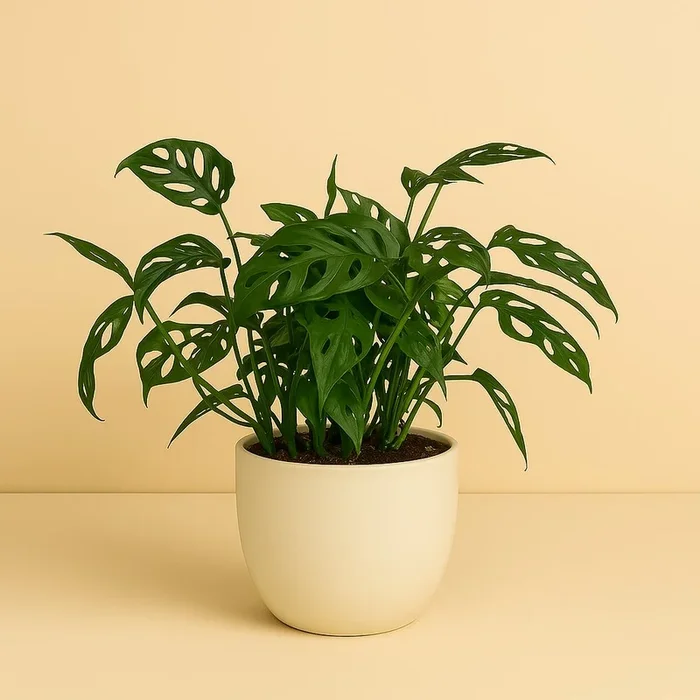 Monstera Obliqua – 40cm