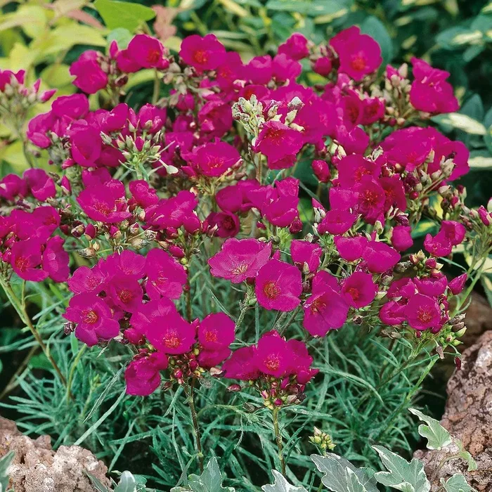 Montiopsis umbellata