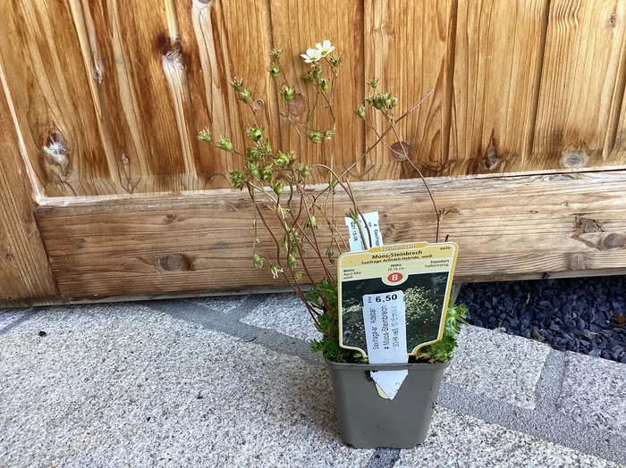 Moos – Steinbrech ‘ Adebar‘ Saxifraga x arendsii
