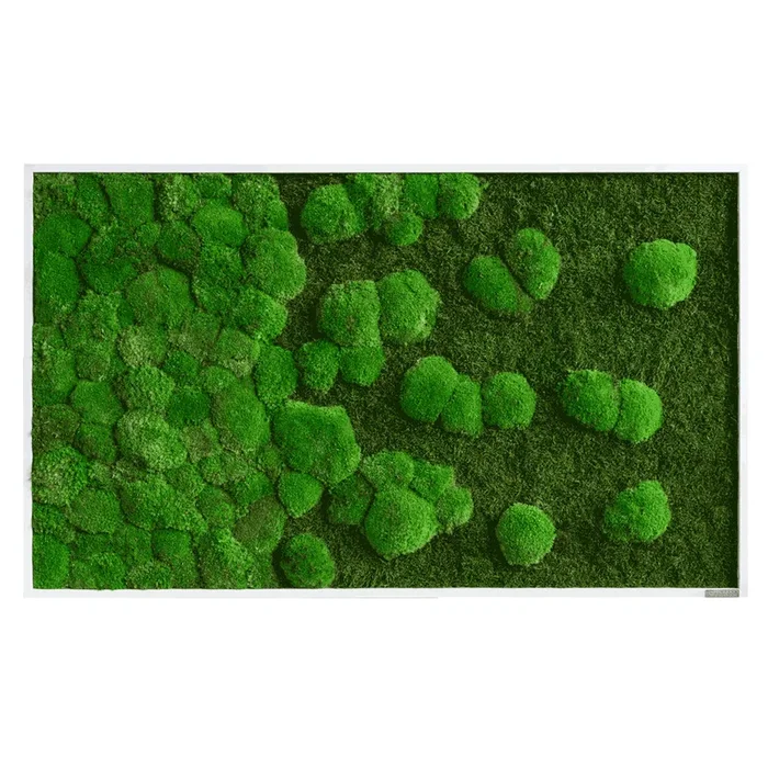 Moosbild Verlauf Wald- und Ballenmoos 100×60 cm