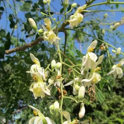 Moringa Pterygosperma