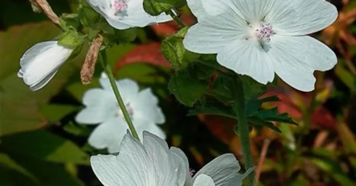 Moschus-Malve ‚Alba‘