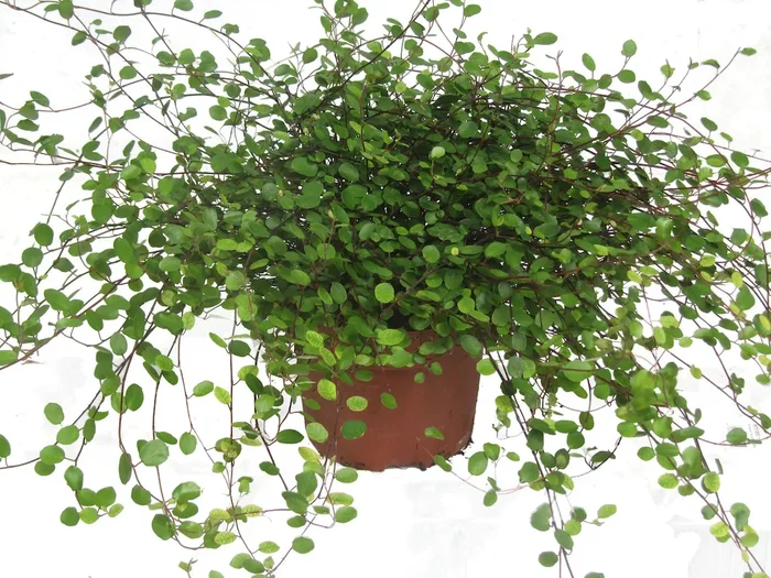 Mühlenbeckia complexa / Mühlenbeckie oder Drahtwein