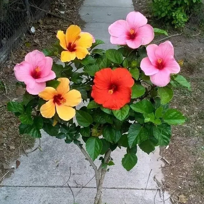 Multigrafted Hibiscus Flowers Plant (10 Colours)