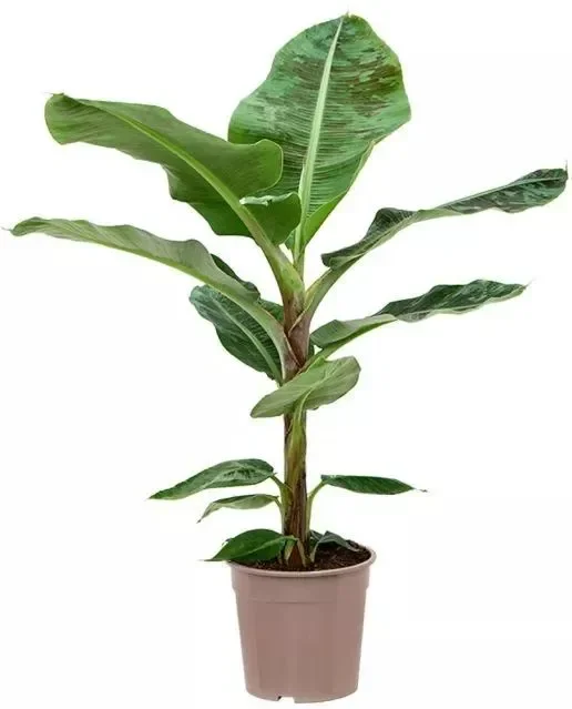 Musa acuminata Dwarf Cavendish – Bananenpflanze