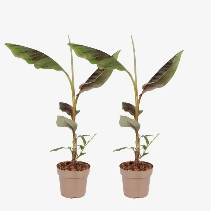 Musa sikkimensis Ever Red – Set of 2 – Red banana plant