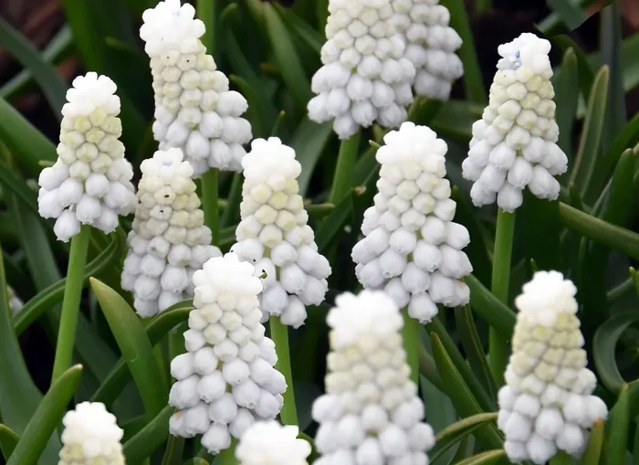 Muscari armeniacum ‚Siberian Tiger‘ ® (Weiße Traubenhyazinthe)