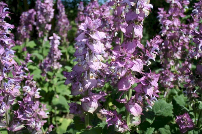 Muskatellersalbei (Bio-Saatgut), Salvia sclarea
