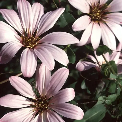 Mutisia Ilicifolia