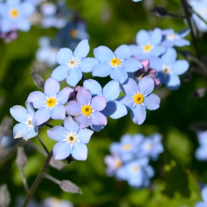 Myosotis scorpioides