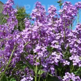 Nachtviole – Hesperis matronalis