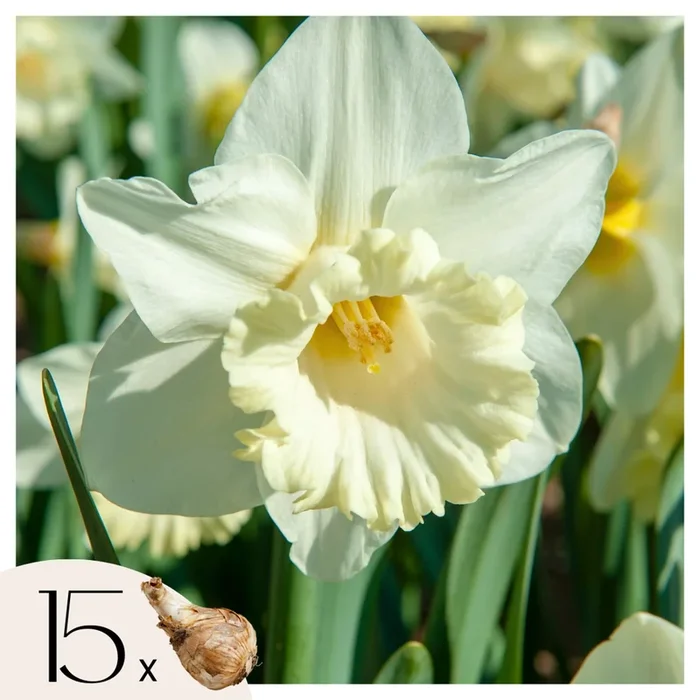 Narcissus ‚Mount Hood‘ – 15 pieces – Narcissus bulbs