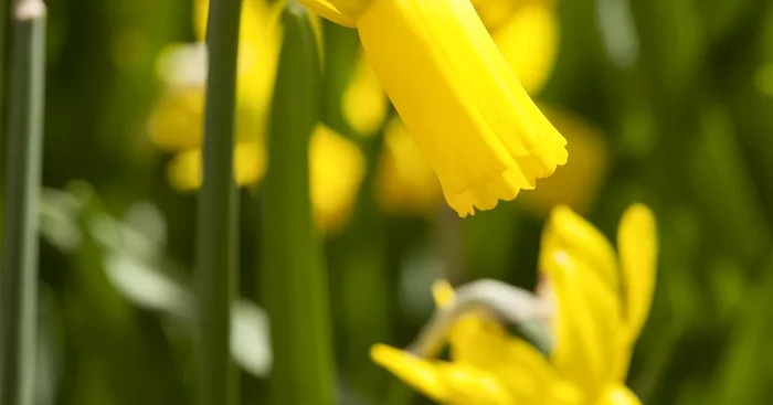 Narcissus ‚Rapture’${2}