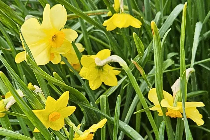 Narcissus jonquilla ‚Baby Boomer‘ (Jonquilla-Duft-Narzisse)