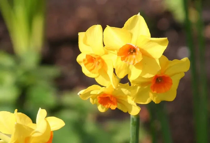 Narcissus jonquilla ‚Martinette‘ (Jonquilla-Duft-Narzisse)