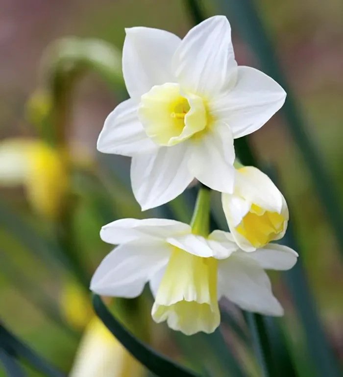 Narcissus jonquilla ‚Pueblo‘ (Duft-Narzisse)
