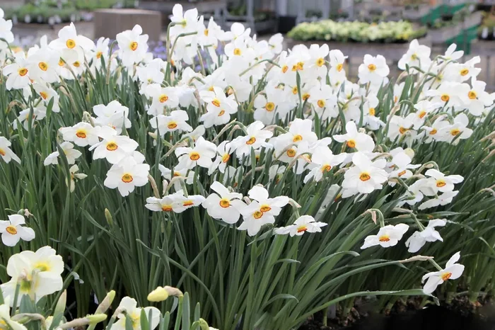 Narcissus poeticus ‚Actaea‘ (Dichter-Narzisse)