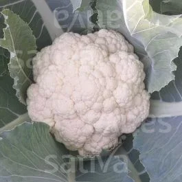 Neckarperle – Blumenkohl