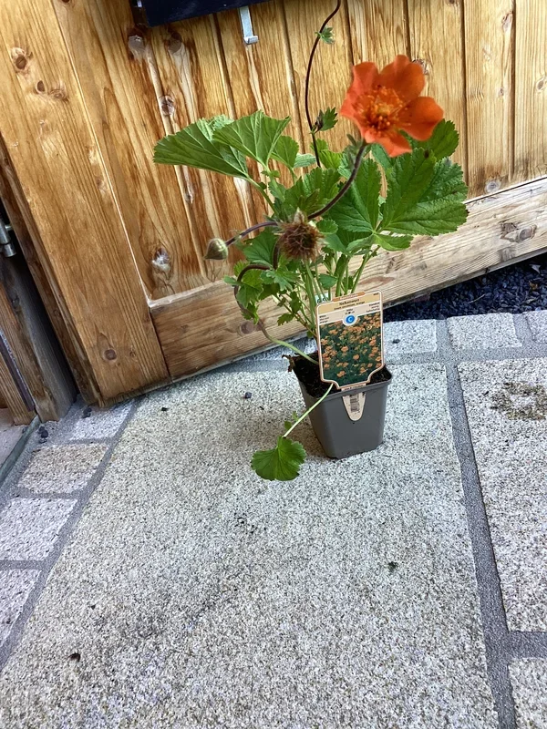 Nelkenwurz ‚Borsil‘