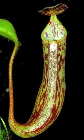 Nepenthes fallax