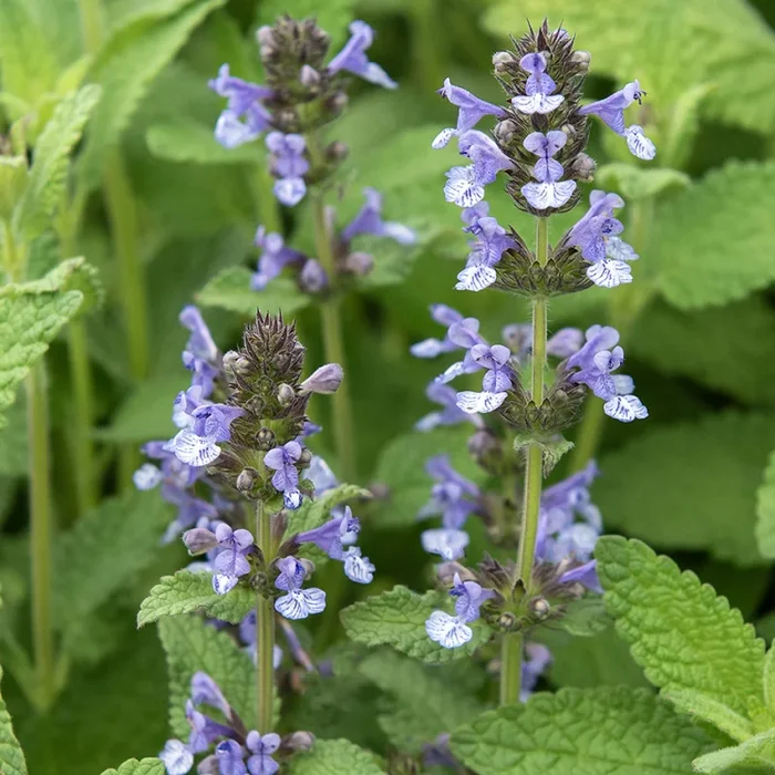 Nepeta clarkei
