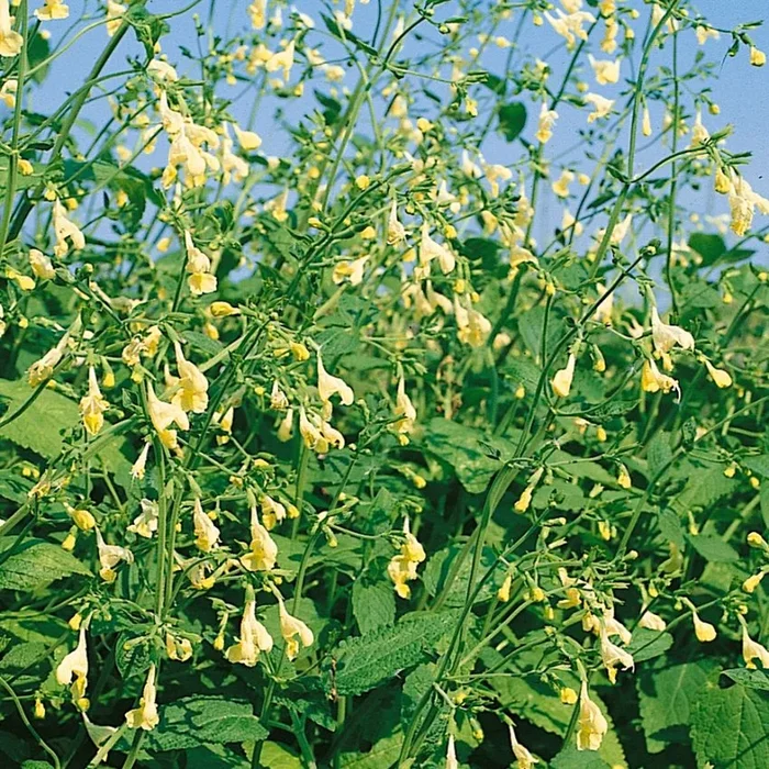 Nepeta govaniana