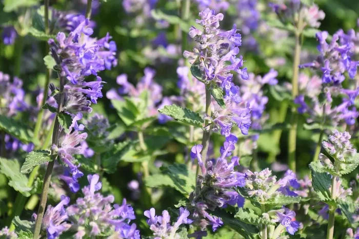Nepeta racemosa ‚Grog‘ (Traubige Katzenminze)