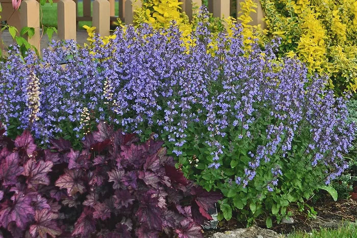 Nepeta x faassenii ‚Purrsian Blue‘ (Katzenminze)