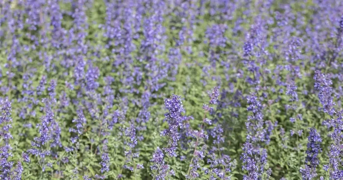 Nepeta x faassenii ‚Purrsian Blue‘ ®