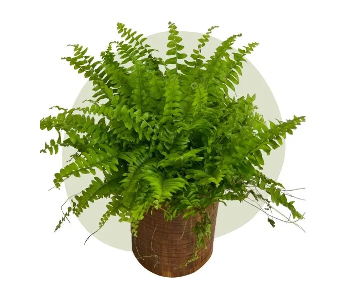 Nephrolepis exaltata – Der klassische Schwertfarn
