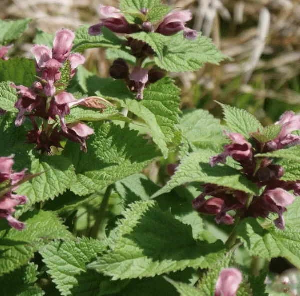 Nesselkönig (Lamium orvala) „Bio“