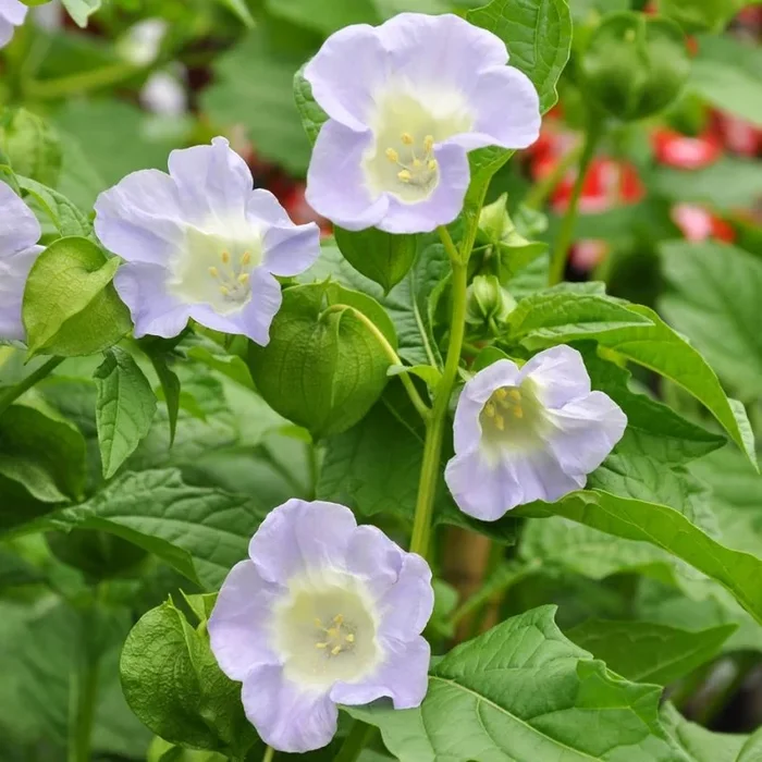 Nicandra physalodes