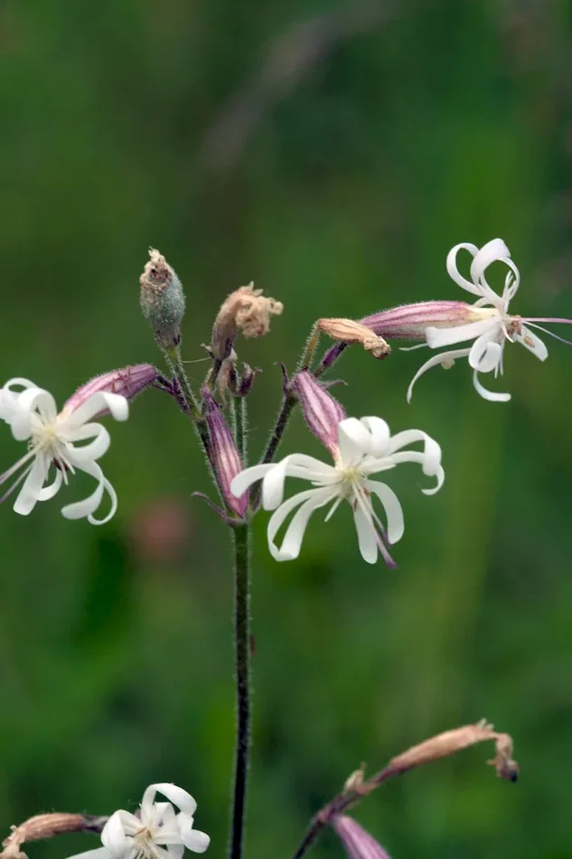 Nickendes Leimkraut, Silene nutans