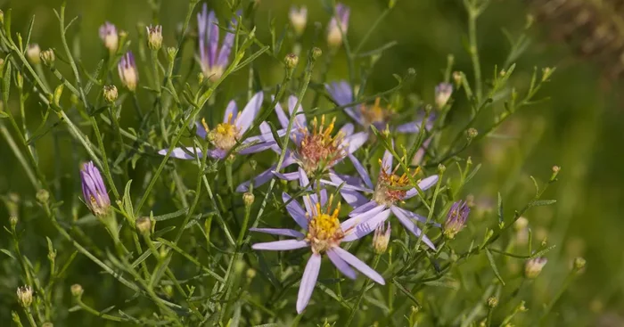 Niedrige Aster ‚Nanus‘