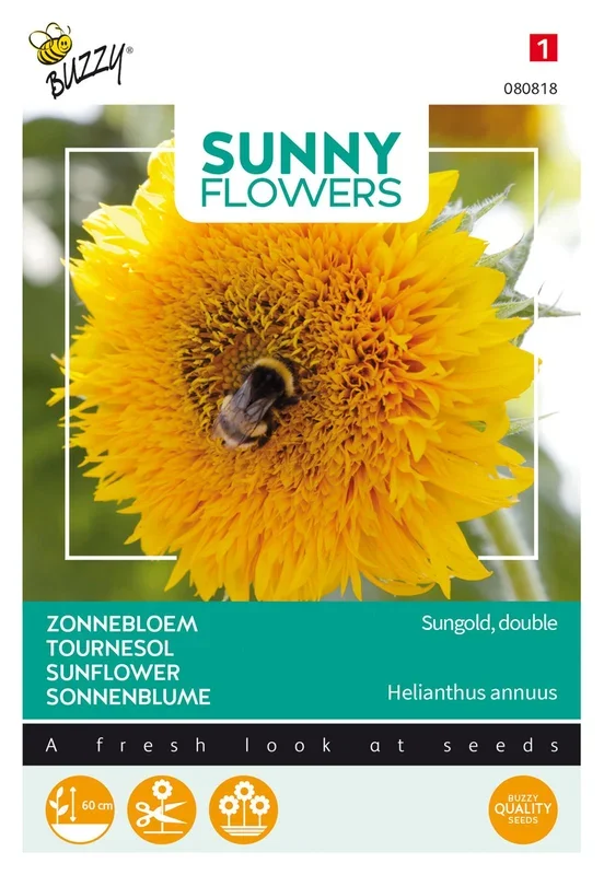 Niedrige Sonnenblume Sungold gefullte