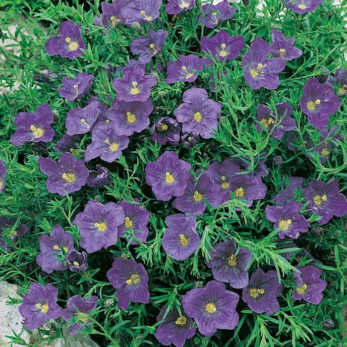Nierembergia linariifolia