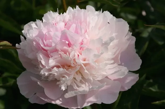 Noemi Demay, Paeonia lactiflora