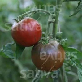 Noire de Crimée Auslese – Fleischtomate