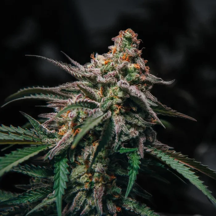 Northern Lights Automatic Cannabissaat 3 Samen geschmacklicher Mix aus Kiefer, erdig würzig kräuter
