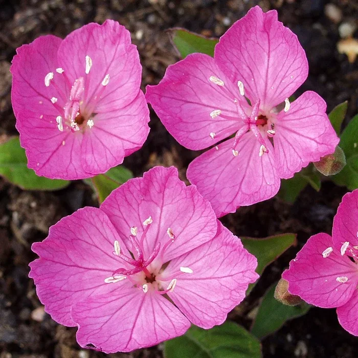 Oenothera kunthiana