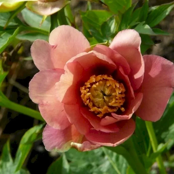 Old Rose Dandy, P. Lactiflora x P. Lutea