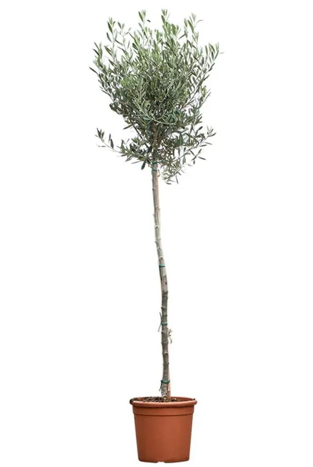 Olea europaea – Olivenbaum