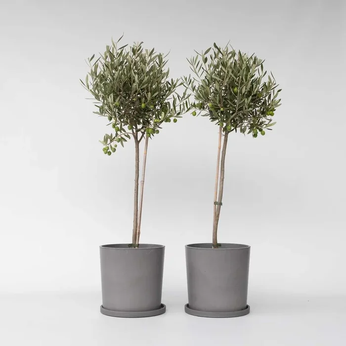 Olea Europaea – Set of 2 – Olive Tree