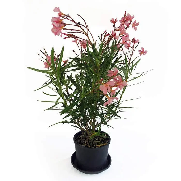 OLEANDRO – NERIUM OLEANDER IN VASE