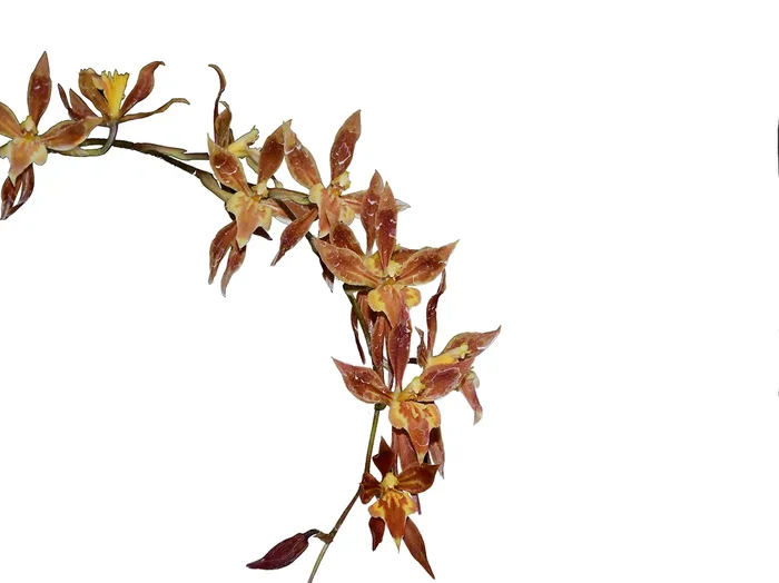 Oncidium Alessandro Valenza
