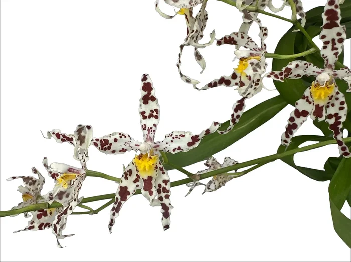 Oncidium Bev Debrincat