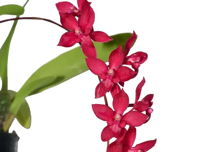 Oncidium Louis Posey