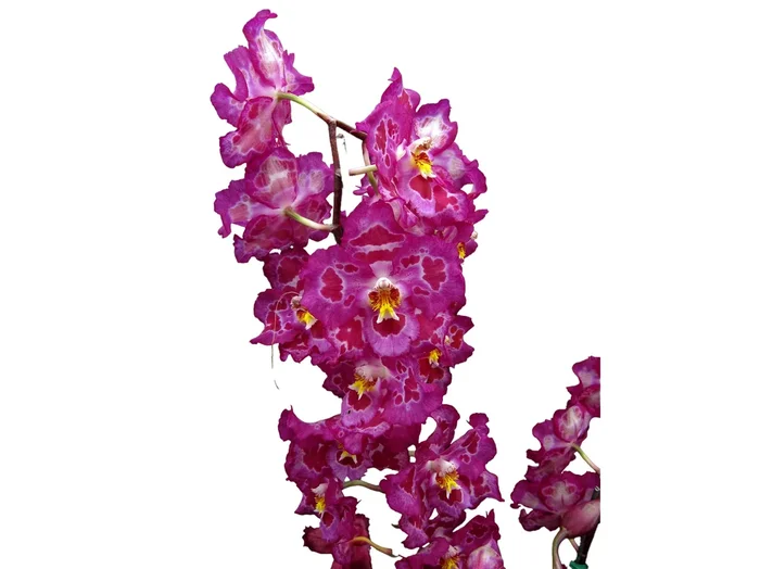 Oncidium Lovely Penguin ‚Emperor‘