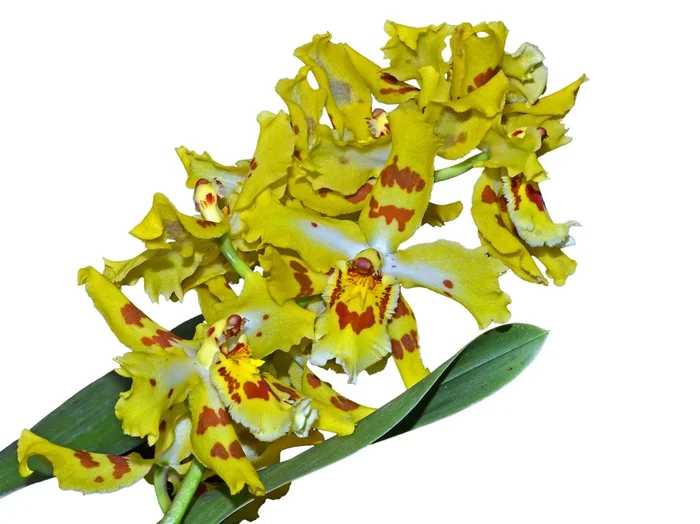 Oncidium Lucy Roessiger