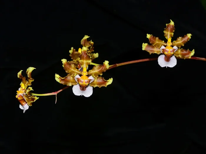 Oncidium maduroi